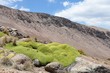 Photo: Yareta - Plantes de l'Altiplano Bolivie Yareta - Plantes de l'Altiplano Bolivie