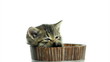 Cute pet baby tabby kittens playing and having fun 