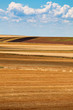 Field of  harvested wheat