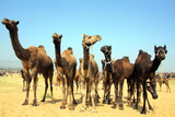 group of camels during festival in Pushkar. ���� �������, ���������� ���������, ������� ���������, ������� ��������, ������ ��������