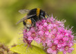 Collecting Pollen