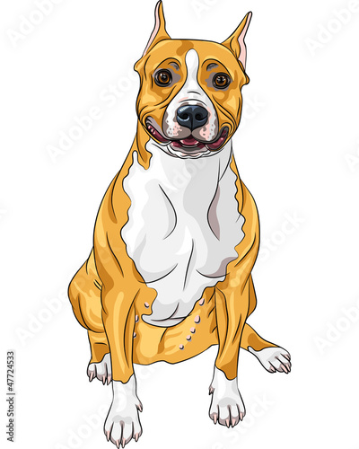 Vector: vector sketch smiling dog American Staffordshire Terrier breed s vector sketch smiling dog American Staffordshire Terrier breed s