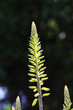 Foto: AGAVE_180_aloe_vera AGAVE_180_aloe_vera
