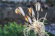Foto: AGAVE_184_aloe_saponaria AGAVE_184_aloe_saponaria