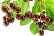 Cherries on white background