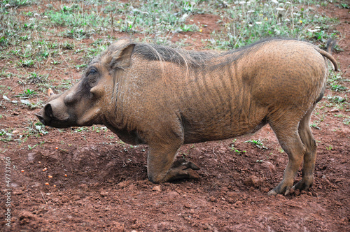 Photo: Closeup portrait of a warthog Closeup portrait of a warthog