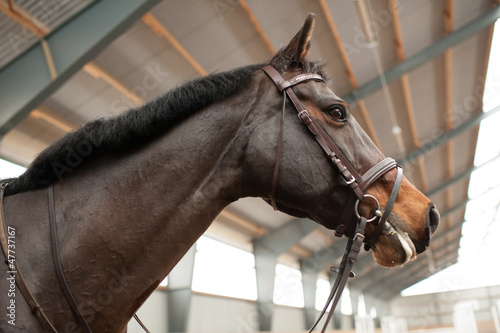Photo: Portrait of a proud mare in a drill-hall Portrait of a proud mare in a drill-hall