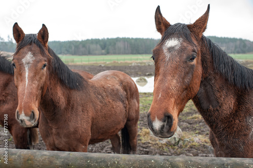 Photo: Young horses enduring their first November in Sweden Young horses enduring their first November in Sweden
