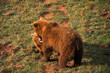 Female european brown bear and cub