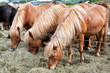 Photo: Icelandic horses grazing outside Reykjavik in Iceland Icelandic horses grazing outside Reykjavik in Iceland