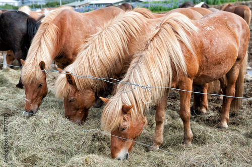 Photo: Icelandic horses grazing outside Reykjavik in Iceland Icelandic horses grazing outside Reykjavik in Iceland