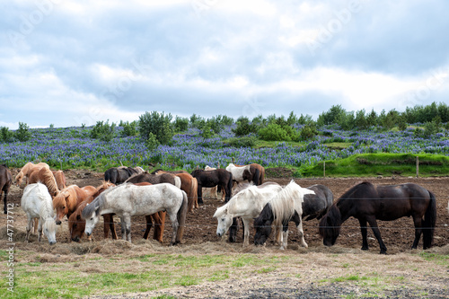 Photo: Herd of Icelandic horses grazing outside Reykjavik in Iceland Herd of Icelandic horses grazing outside Reykjavik in Iceland