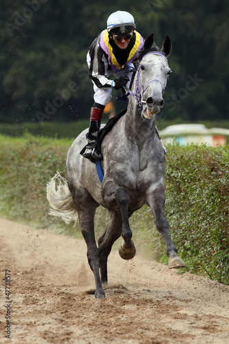 Photo: Schimmel vor dem Galopprennen Schimmel vor dem Galopprennen