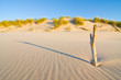 Photo: Dune on Beach at Sunset Dune on Beach at Sunset