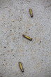 Empty shell casings