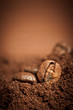 Fresh coffee beans