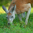kangaroo