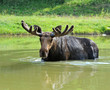 Elk