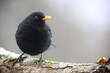Amsel