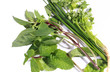 group of Chive, sweet basil, Peppermint, coriander on the white