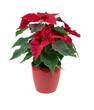 Red flower Puansettia isolated on white background