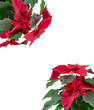 Red flower Puansettia isolated on white background