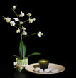 spa still life with orchid