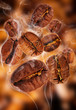 Foto: Flying coffee beans in smoke Flying coffee beans in smoke