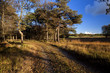rural ground road to the forest