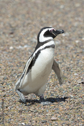 Photo: magellanic penguin magellanic penguin