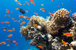 Coral and fish