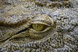 Krokodil, Kamerun