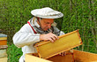 Working apiarist.