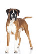 Boxer