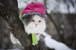 Photo: Cat for a walk Cat for a walk