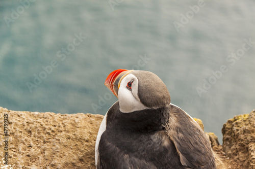 Photo: Puffin - Latrabjarg, Iceland. Puffin - Latrabjarg, Iceland.