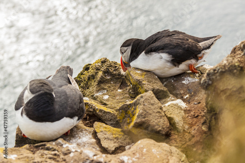 Photo: Two puffins - Iceland, Latrabjarg. Two puffins - Iceland, Latrabjarg.