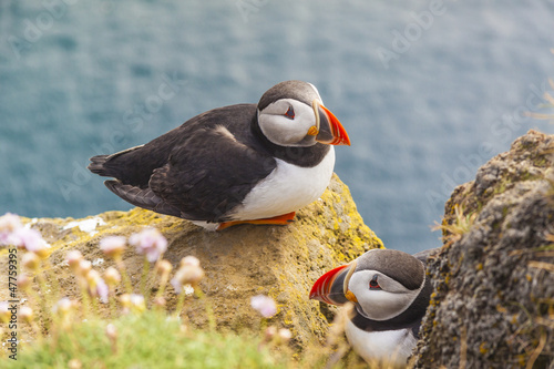 Photo: Puffins family - Latrabjarg, Iceland. Puffins family - Latrabjarg, Iceland.