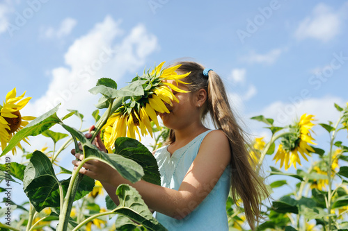 Photo: Fresh sunflower Fresh sunflower