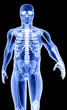 skeleton