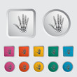 Anatomy hand