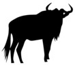 Gnu