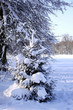 verschneiter tannenbaum