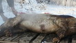 Pig slaughtered in a traditional way, in a small farm ...