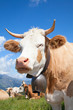 Foto: Swiss cow Swiss cow
