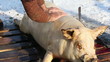 Pig slaughtered in a traditional way, in a small farm ...