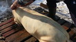 Pig slaughtered in a traditional way, in a small farm ...