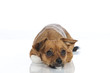 Mixed breed dog - Mischlingshund