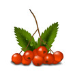 rowan branch with leaves