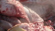 Pig slaughtered in a traditional way, in a small farm ...